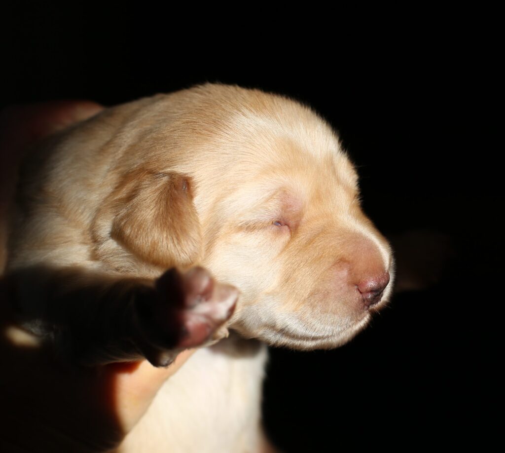 Cosima als junger Hund