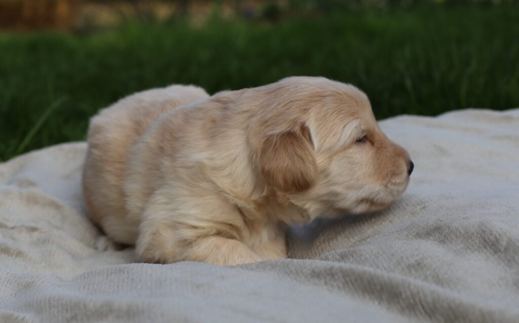 Duke