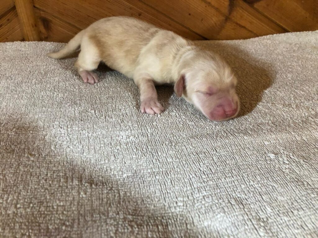 Duke