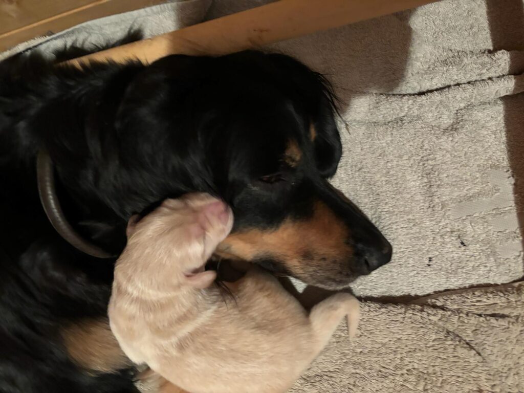 Duke