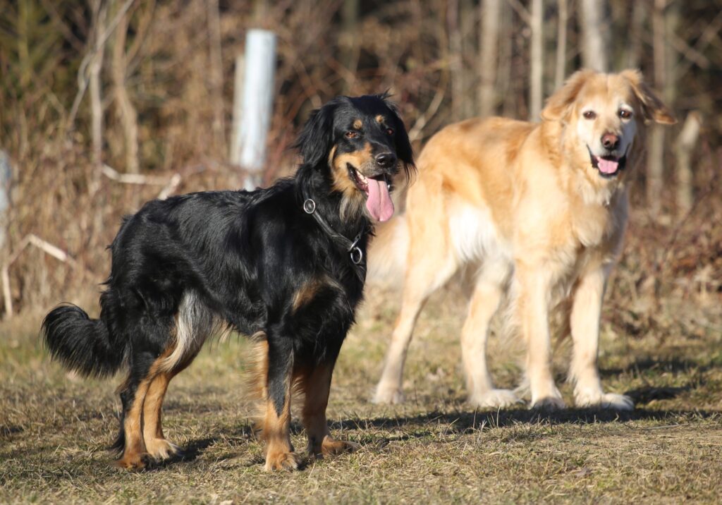 Gwenda und Neele