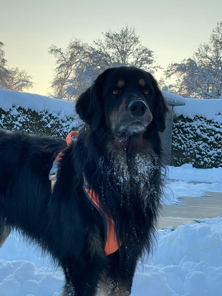 Lloyd im Schnee