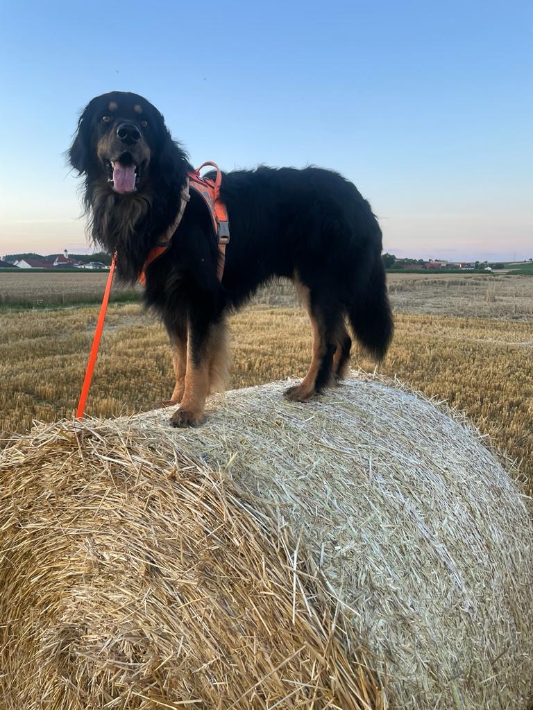 Lloyd bei Strohballen