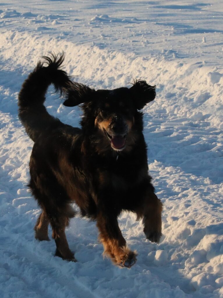 Neele im Schnee